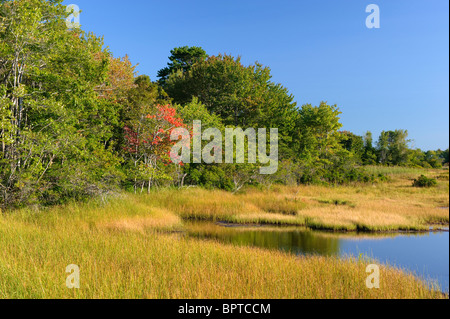 Les feuilles de l'automne semblent tourner annonçant entre les arbres bordant la plage de zones humides derrière Wells, Maine, USA Banque D'Images