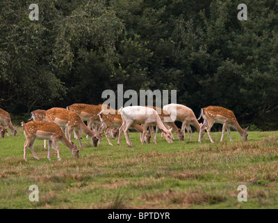 Le daim au Sanctuaire de Bolderwood Deer Nouvelle Forêt Hampshire England UK Banque D'Images