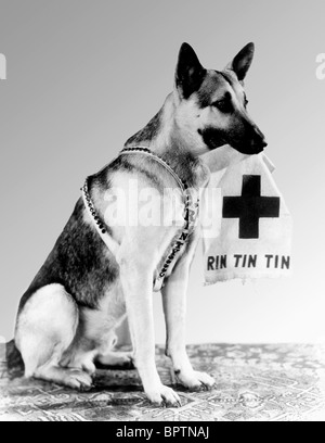 Acteur CHIEN RIN TIN TIN (1947) Banque D'Images