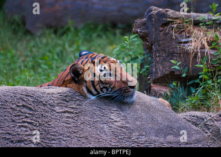 Tigre de Malaisie (Panthera tigris jacksoni, malais : Harimau Belang) Banque D'Images