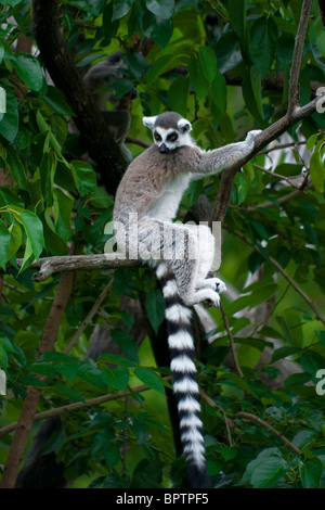 Le ring-tailed Lemur (Lemur catta) Banque D'Images