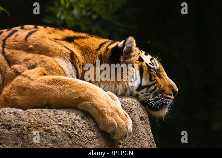 Tigre de Malaisie (Panthera tigris jacksoni, malais : Harimau Belang) Banque D'Images