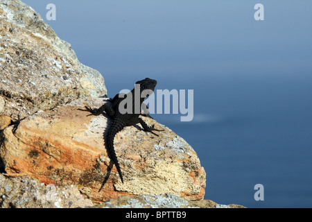 Lizard on South African seashore rock Banque D'Images