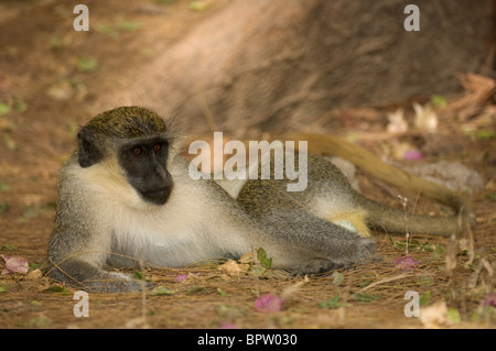 Callithrix monkey ou singe vert, (Cercopithecus aethiops) sabaeus, Réserve naturelle d'Abuko, Gambie Banque D'Images