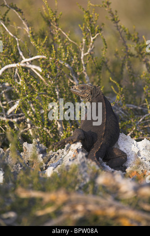 Iguana Rock cubain Cyclura nubila à péninsule de Guanahacabibes, République de Cuba en mars. Banque D'Images