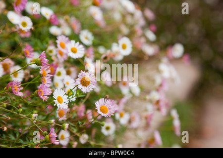 Rose et blanche de marguerites mexicain de plus en plus un mur dans Hestercombe Gardens, dans le Somerset. Les tribunes sont ensemencés et se développer à partir de n'importe où, Banque D'Images