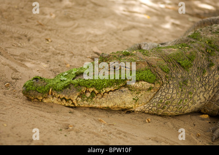 Crocodile du Nil, Crocodylus niloticus, le crocodile sacré extérieure de Katchikally, Luxor, la Gambie Banque D'Images