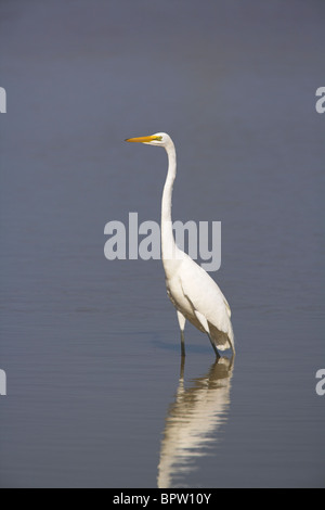 Grande Aigrette Ardea alba aux stations d'farm lagon près de La Güira, République de Cuba en mars. Banque D'Images