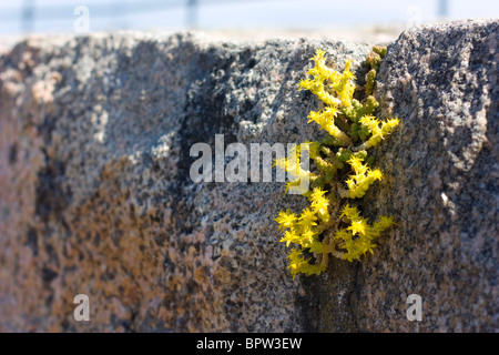 (Goldmoss Stonecrop Sedum acre) poussant sur un rocher en Asgardstrand, la Norvège. Banque D'Images