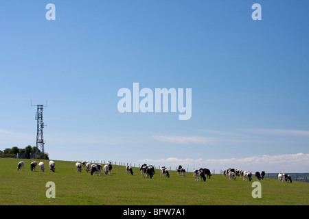 Vaches qui paissent dans le champ à côté du mât de l'émetteur, Musbury, Devon Banque D'Images