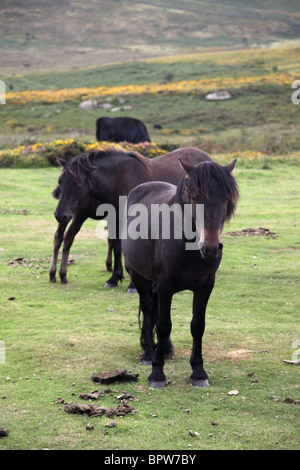 Le pâturage sur des poneys Dartmoor National Park, Devon, Angleterre Banque D'Images