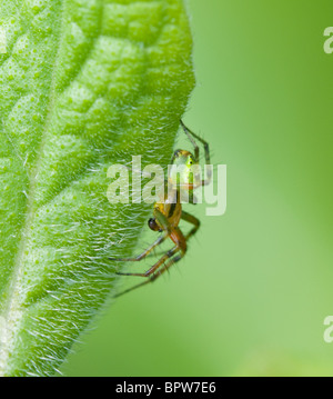 Orb Weaver vert Concombre ou araignée Araniella cucurbitina (araignée), France Banque D'Images