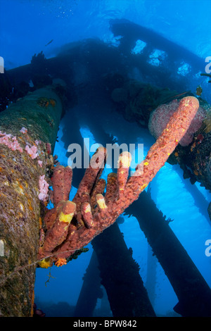 Images sous-marines forme Bonaire Netherland Antilles Banque D'Images