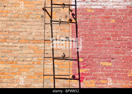 Old fire escape lader contre un mur de briques ; les moineaux sitting on steps Banque D'Images