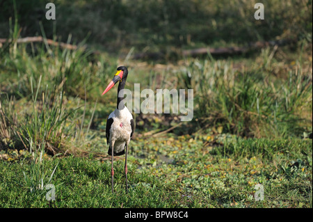 Saddle-billed stork - jabiru d'Afrique - Saddlebill (Ephippiorhynchus senegalensis) debout dans un marais Banque D'Images