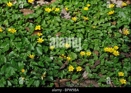 Moindre celandine - Fig buttercup - Pilewort (Ranunculus ficaria - Ficaria verna) - la floraison au début du printemps Banque D'Images