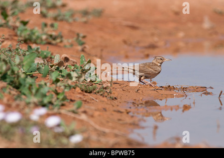 Venir à boire dans un trou d'eau dans les steppes à l'espagnole au cours de l'été. Banque D'Images