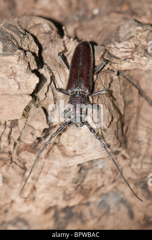 Grand dendroctone du Capricorne mâle (Cerambyx cerdo) Cerambycidae le dendroctone du longhorn repéré la nuit. Les larves se nourrissent habituellement de troncs morts de chênes et d'autres arbres à feuilles caduques. Banque D'Images