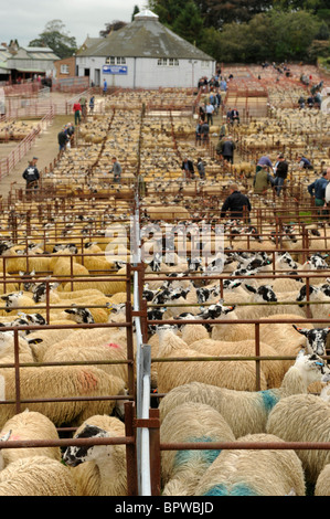 Omgeving Journée à Harrison et Hetherington Lazonby Mart, Cumbria. Une vente de 19 645 agneaux gimmer mule Banque D'Images