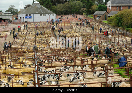Omgeving Journée à Harrison et Hetherington Lazonby Mart, Cumbria. Une vente de 19 645 agneaux gimmer mule Banque D'Images