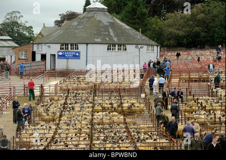 Omgeving Journée à Harrison et Hetherington Lazonby Mart, Cumbria. Une vente de 19 645 agneaux gimmer mule Banque D'Images