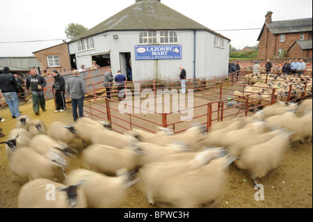 Omgeving Journée à Harrison et Hetherington Lazonby Mart, Cumbria. Une vente de 19 645 agneaux gimmer mule Banque D'Images