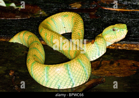 Wagler's Pit Viper (Tropidolaemus wagleri) Serpent dans la forêt tropicale dans la région de Kalimantan, Indonésie Banque D'Images