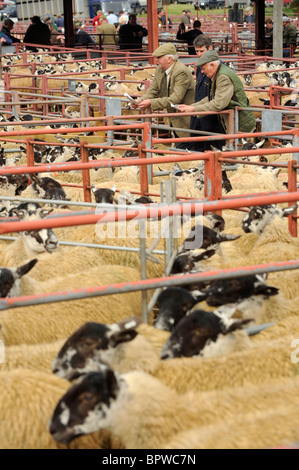 Omgeving Journée à Harrison et Hetherington Lazonby Mart, Cumbria. Une vente de 19 645 agneaux gimmer mule Banque D'Images