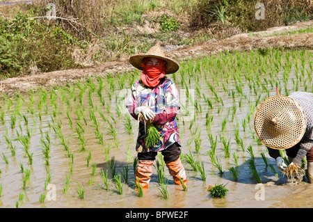 Les agriculteurs thaïlandais le repiquage du riz dans les rizières. Banque D'Images