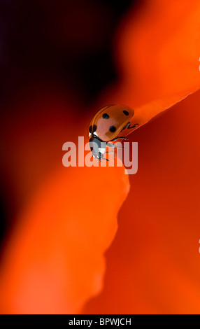 Coccinella septempunctata - Coccinella 7-punctata - 7-spot Ladybird rouge vibrant sur un pétale de fleur de pavot oriental Banque D'Images