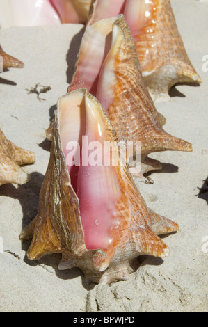 Détail de Conch shell en vente sur la plage le long de la baie de Grue Grue à la Barbade dans les Caraïbes Banque D'Images