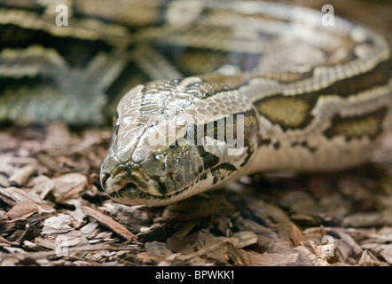 Python birman (Python molurus bivittatus) Banque D'Images