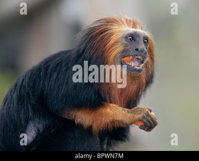 Golden-Headed Lion (Leontopithecus chrysomelas) Banque D'Images