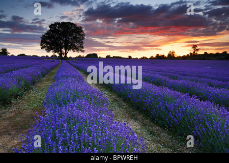 Une belle soirée d'été à donnant sur Lavender Farm. Banque D'Images