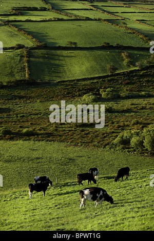 Vaches qui paissent sur les terres agricoles, County Kerry Ireland Banque D'Images