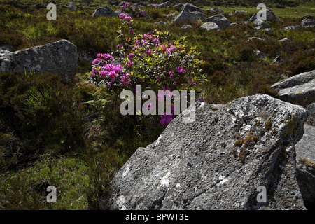 Fleurs de Rhododendron ponticum Rhododendron ( ), le Connemara Comté de Galway Irlande Banque D'Images