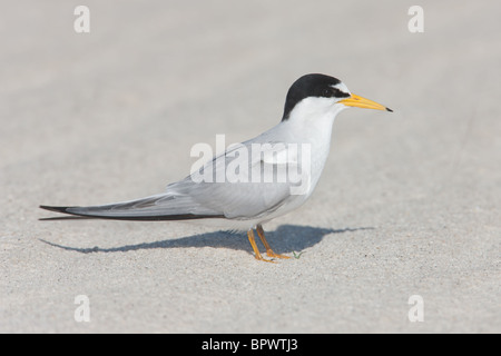 Moins de Dougall (Sternula antillarum) Banque D'Images