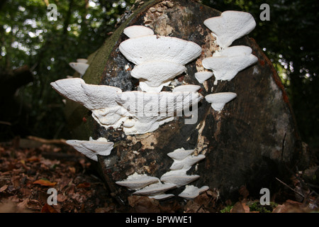 Support grumeleux Trametes gibbosa prises dans Eastham Country Park, Wirral, Merseyside, Royaume-Uni Banque D'Images