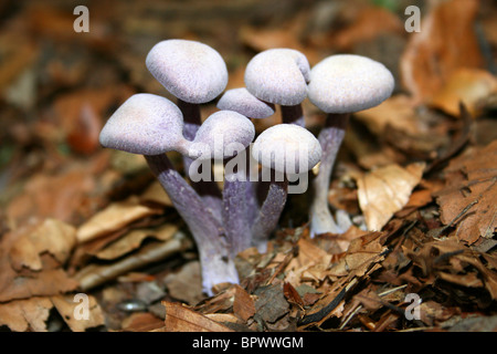 Le fourbe améthyste Laccaria amethystea prises dans Eastham Country Park, Wirral, Merseyside, Royaume-Uni Banque D'Images