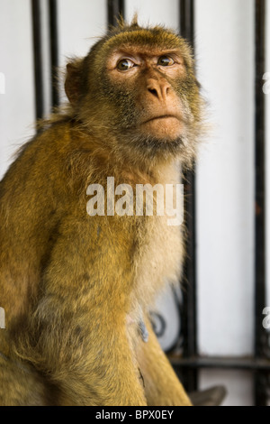 Rocher de Gibraltar, les macaques de Barbarie Banque D'Images