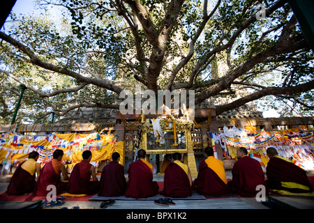 Des moines tibétains en prière sous l'arbre de la bodhi où le Bouddha atteint l'illumination, Temple de la Mahabodhi à Bodhgaya, Bihar, Inde. Banque D'Images