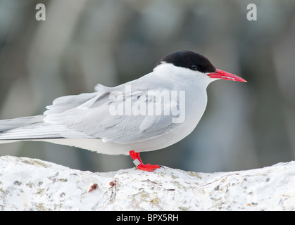 Sterne arctique Sterna paradisaea sur les îles Farne, Angleterre. Banque D'Images