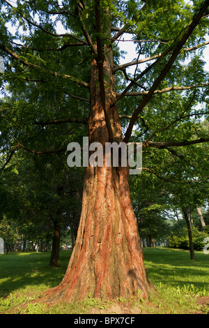 Détail d'une ligne réseau Metasequoia glyptostroboides dans un parc de Toronto. Également connu sous le nom de Dawn redwood. Banque D'Images