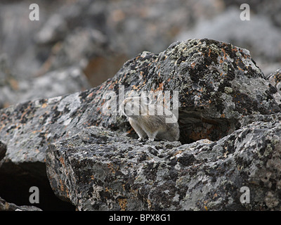 Pika américain (Ochotona princeps), le Parc National de Yellowstone Banque D'Images