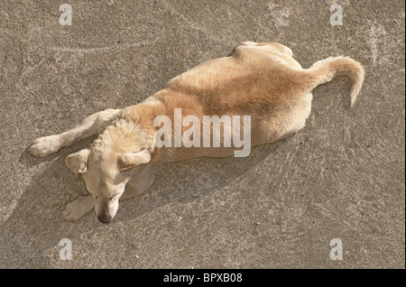 Vue de dessus d'un chien marron clair reposant sur le béton Banque D'Images