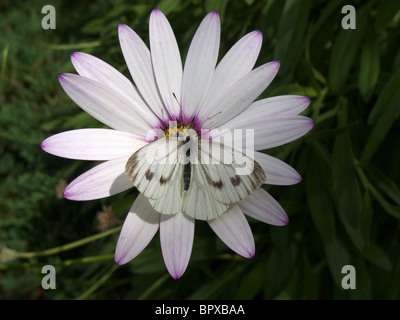 Grand Papillon Blanc (Pieris brassicae) aussi connu comme le chou blanc se nourrissent d'une fleur Osteospermum Banque D'Images