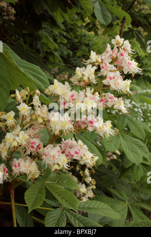 Horse-Girl (8-9 : Hippocastanaceae), Royaume-Uni. Banque D'Images