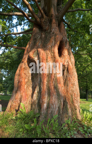 Détail d'une ligne réseau Metasequoia glyptostroboides dans un parc de Toronto. Également connu sous le nom de Dawn redwood. Banque D'Images