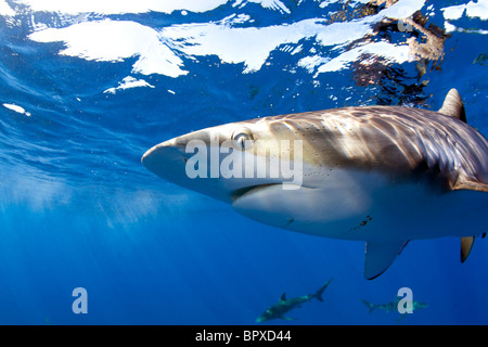 Close up d'un Requin soyeux à Cuba. Banque D'Images