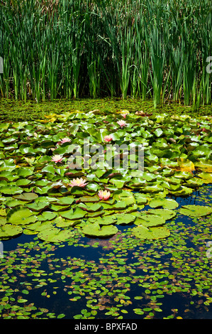 La floraison water lilly dans un jardin d'eau. Banque D'Images